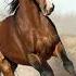 Sound Of Horse
