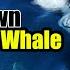 Orcas Take Down A Humpback Whale Rare Drone Footage