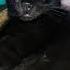 Black Cat Dangerous Eyes