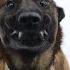 BELGIAN MALINOIS COMPILATION 2025 Dogs With Infinite Energy