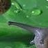 Keeled Slug Snake Eats Snail