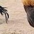 Rooster Vs Rooster Aseel Vs Aseel