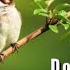 Birds Sound Relaxing 25 Minutes