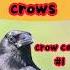 CROW Calls Use THIS Sound To Attract Corws N 1 Shorts Birds Crow