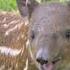 A Baby Baird Tapir To Brighten Your Day