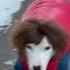 The Comments OMG Shorts Comedy Trauma Meme Doggy