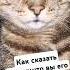 Как сказать котику что вы его любите Cat Catlover Cute тигруля тигрёнок тигр милашка Fyp