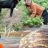 Pitbull King Female Hunter Confront Giant ANACONDA Dramatic Hunting Trip Harvest Stone Sprouts