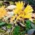 Tussilago Farfara You Can Smoke This Herbalmedicine