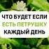 Что будет если есть петрушку каждый день здоровье правильноепитание петрушка