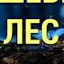 Медитация Визуализация Волшебный Лес Самогипноз Осознанный Сон