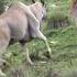 Big Eland Down Cabelas Allanschenksafaris