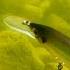 Rapala Shadow Rap Shad Cut It Some Slack HOW TO FISH