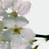 Beautiful Flowers Relax Music Eng Chiroyli Gullar