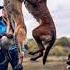 Belgian Malinois Compilation