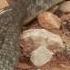 Perentie Lizard Vs Mulga Snake Snake Reptile