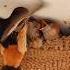 The Little Swallows Are About To Leave The Nest How Do They Do It So Neatly Swallow