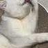 Cat 무아지경 꽃단장 고양이