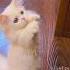 Spotlight On The Kitten Again Today Cute Cat Kitten Meow Funny
