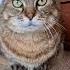 Вот вы кожаные интересные Cat Cats Catlove Catlovers Funny Funnyvideo котики приколы юмор