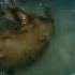 VIRAL Sore Ini Bersama Bhocil CHIPRET013 Mandi Sore Otter Animals Fyp Viral