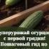 Супер урожай огурцов с первой грядки Пошаговый гид по посадке огурцы
