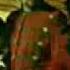 Guano Apes You Can T Stop Me Avi