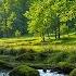 Mountain Stream Sounds With Birds Chirping Blackbird And Nightingale Songs