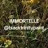 Shorts IMMORTELLE WITCH S MAGIC HERBS Immortelle Magic Herbs Witch Nature Forest Wicca