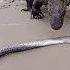 How Komodo Dragons Eat Electric Eels