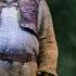 The Opening To Shrek The Musical Shrek The Musical Full Song Tiny Tunes