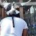 Amazing Pigeons Explorepage Pigeon Bird Kabootar Kabutar Viralvideo