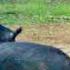 Bow Hunting WILD BOAR Swhacker Broadhead Texas Archery Feralhogs Hoghunting Bowhunting Fyp