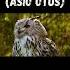 Голос Совы Ушастой Shorts Nature 4k Youtubeshorts