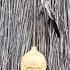 The Igil Is A Two Stringed Musical Instrument Igil Shorts Musicalinstrument Altay Kazakhstan