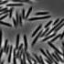 Motions Of Swarming E Coli Bacteria