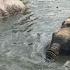 Zoo Animals To Get More Space Under New Welfare Changes