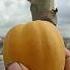 Harvesting Papaya Home Garden Freshly Nafisa Aubrie