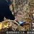 大哥收割向日葵插盘晾晒 两刀一插 行云流水 网友 这节奏感 但凡偷懒一秒都卡不上拍 趣闻 秋收