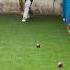 12 Year Old Boy Challenge Cricket Challenge Ipl Cricketbattingpractice Ytshorts