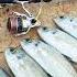 Blue Runner Yermi Fishing