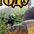 Рыбалка на карпа и толстолобика после нереста рыбалка Fishing Carpfishing Feeder лето2025 Carp