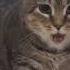 Uia Cat God Bless You With Mountains Of Gold And Silver