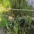 СТАРОЕ ОЗЕРО ПОИСКОВЫЙ МАГНИТ METAL DETECTING MAGNET FISHING