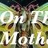 AQUARIUS A Moth On The Mouth Of The Mother S Line Tarot Oracle Reading February 2025
