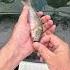 Kanama Smart Bait Mini Revive Little Dead Bait Fish