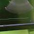 GE VIVID E95 Medical Equipment Repair Fix Ultrasound Display Error Repair Ultrasound