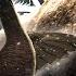 I Can T Believe My Eyes INSANE Luck On Alberta Early Access TheHunter Call Of The Wild