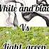 White And Black Vs Light Green Colour Dress Lipstick Bag Ring