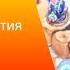 Попугай играет в планшет